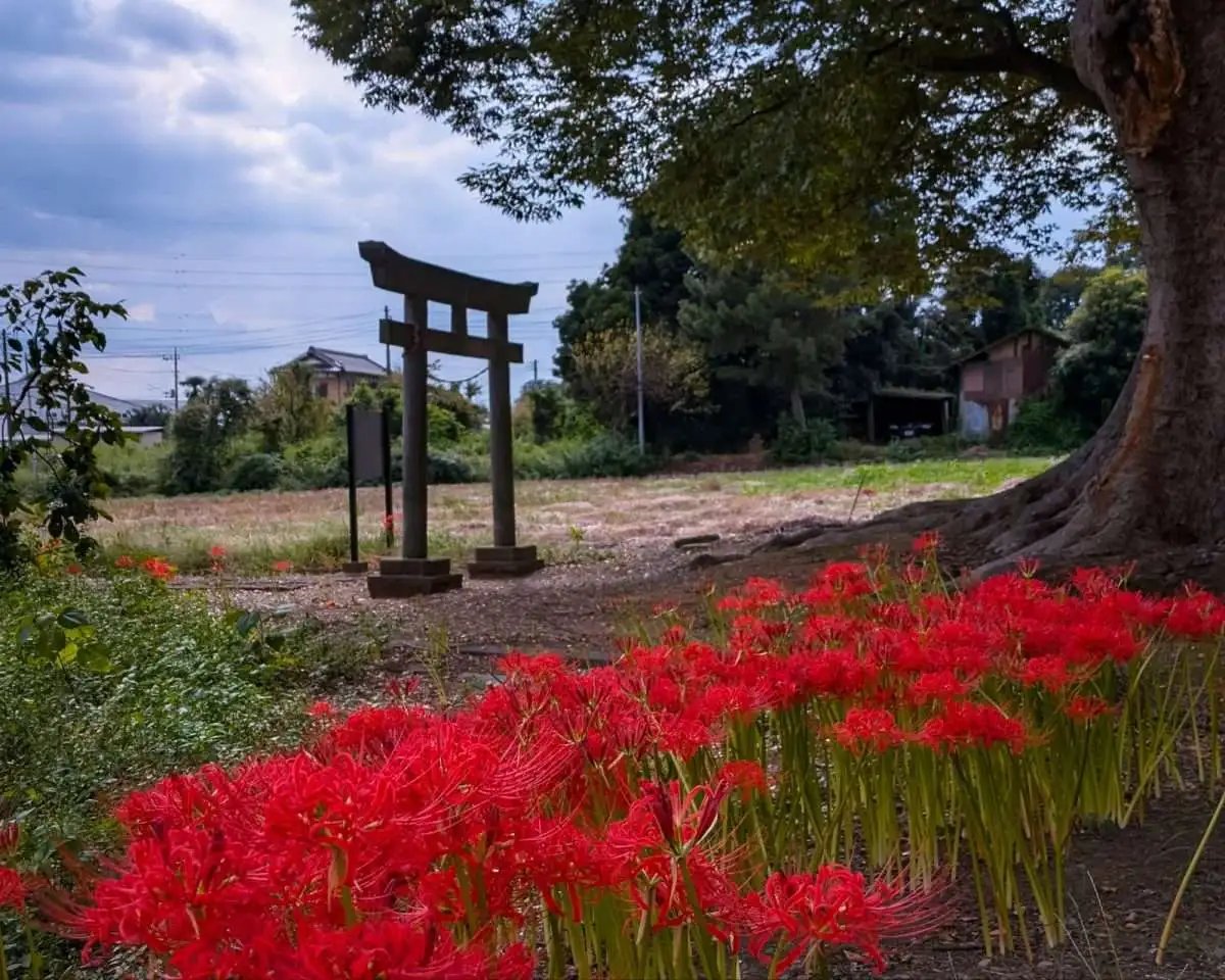 ⛩️ 참새 신사(스즈메 진자) 이미지 6